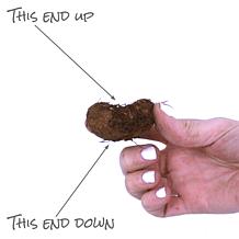 Van Zyverden Begonias Nonstop Mixed Set of 5 Bulbs