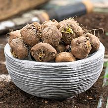 Van Zyverden Blazing Star Liatris Spicata Set of 10 Bulbs