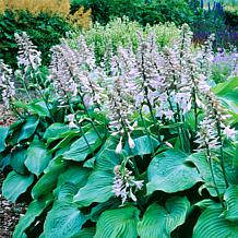 Van Zyverden Blue Angel Hosta - Set of 3 Roots