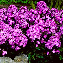 Van Zyverden Blue Boy Tall Phlox Paniculata - Set of 5 Roots