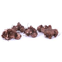 Van Zyverden Caladiums Fancy Leaf Carousel - 3 Bulbs