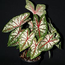 Van Zyverden Caladiums Fancy Leaf Carousel - 3 Bulbs