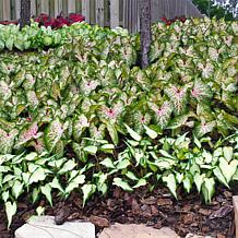 Van Zyverden Caladiums Strap Leaf Gingerland - 3 Bulbs