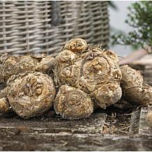 Van Zyverden Callas Picasso - Set of 3 Bulbs