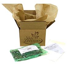 Van Zyverden Camassia Quamash, Set of 25 Bulbs