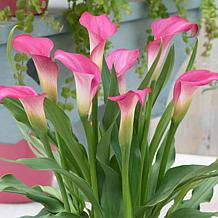 Van Zyverden Cannas Giant Black Knight Set of 1 Bulb