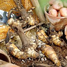 Van Zyverden Cannas Giant Tall Mixed Set of 3 Bulbs