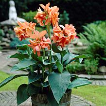 Van Zyverden Cannas Tropical Sunrise Bulbs 5-pack
