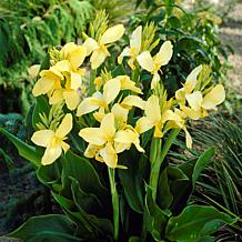 Van Zyverden Cannas Yellow King Humbert Bulbs 5-pack