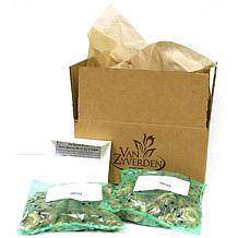 Van Zyverden Daffodils Classic Improved King Alfred, Set of 25 Bulbs