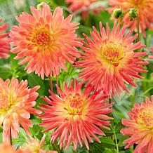 Van Zyverden Dahlias Felida Solar Flare Set of 5 Bulbs
