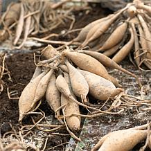 Van Zyverden Dahlias Fringed Star Set of 5 Bulbs