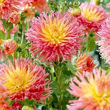 Van Zyverden Dahlias Fringed Star Set of 5 Bulbs