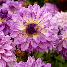 Van Zyverden Dahlias Lake Michigan Set of 5 Bulbs