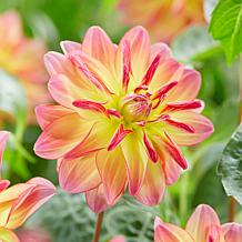 Van Zyverden Dahlias Pacific Ocean Set of 3 Bulbs