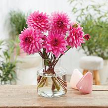 Van Zyverden Dahlias Rosella Set of 5 Bulbs