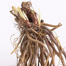 Van Zyverden Daylilies Once in a Lifetime Blend 5 Roots