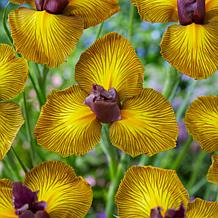 Van Zyverden Dutch Iris Picasso, Set of 25 Bulbs