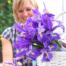 Van Zyverden Dutch Iris Sapphire Beauty Set of 12 Bulbs