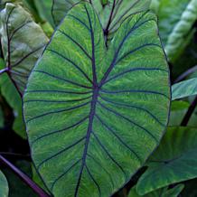 Van Zyverden Elephant Ears Royal Hawaiian Blue Hawaii 1 Bulb