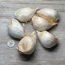 Van Zyverden Elephant Garlic Set of 3 Cloves