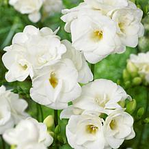 Van Zyverden Freesias Double Blooming White, Set of 25 Bulbs