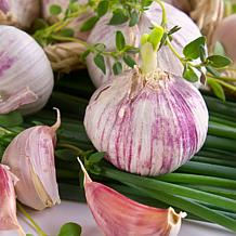 Van Zyverden Garlic Softneck Silverskin Inchelium Red Set of 5 Bulbs