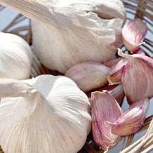 Van Zyverden Garlic Standard Purple Strip Chesnok Red - 3 Cloves