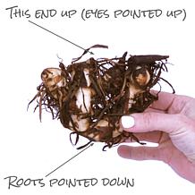 Van Zyverden Giant Cannas Bengal Tiger Set of 3 Bulbs