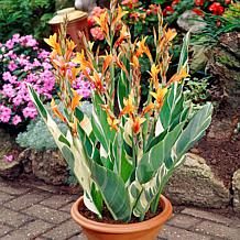 Van Zyverden Giant Cannas Bengal Tiger Set of 9 Bulbs