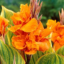 Van Zyverden Giant Cannas Striata Set of 3 Bulbs