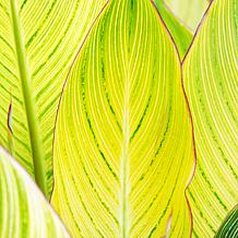 Van Zyverden Giant Cannas Striata Set of 9 Bulbs