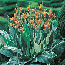 Van Zyverden Giant Cannas Stuttgart Bulbs 5-pack