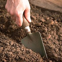 Van Zyverden GMO Free Asparagus Mary Washington Set of 3 Roots