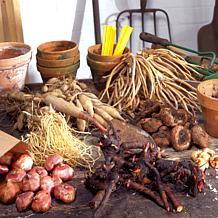 Van Zyverden Goth Patio Gardening Agapanthus Blue Kit