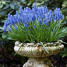 Van Zyverden Grape Hyacinths, Set of 25 Bulbs
