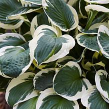 Van Zyverden Hosta Minuteman Set of 3 Roots