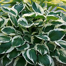 Van Zyverden Hosta Minuteman Set of 3 Roots