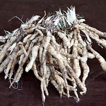 Van Zyverden Hosta White Feather - Set of 3 Roots