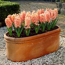 Van Zyverden Hyacinths Gipsy Queen Set of 10 Bulbs