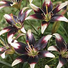 Van Zyverden Lilies Day & Night Collection Set of 12 Bulbs