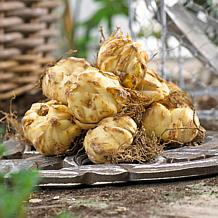 Van Zyverden Lilies Day & Night Collection Set of 12 Bulbs