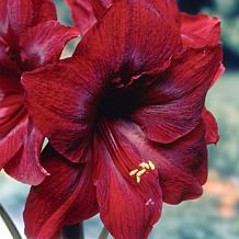 Van Zyverden Mega Amaryllis Red Pearl Limited Availability, 1 Bulb