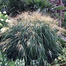 Van Zyverden Ornamental Dwarf Maiden Grass One 3.25" Dormant Plant