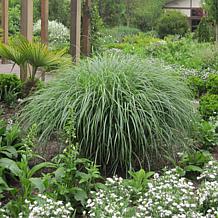 Van Zyverden Ornamental Dwarf Maiden Grass One 3.25" Dormant Plant
