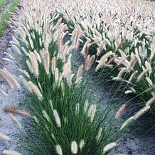 Van Zyverden Ornamental Grass Dwarf Fountain (1) 3.25" Dormant Plant