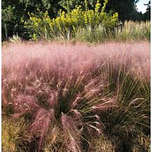 Van Zyverden Ornamental Grass Pink Muhly 1 Dormant Plant