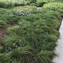 Van Zyverden Ornamental Grass Prairie Dropseed 3.25" Dormant Plant