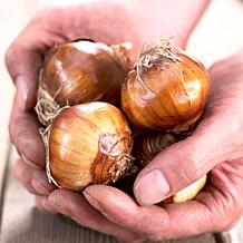 Van Zyverden Paperwhites, Set of 25 Bulbs
