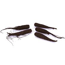 Van Zyverden Patio Four O'Clocks w/ Green Planter, Soil & Growers Pot